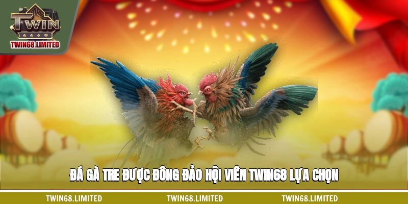 Đá gà tre được đông đảo hội viên TWIN68 lựa chọn