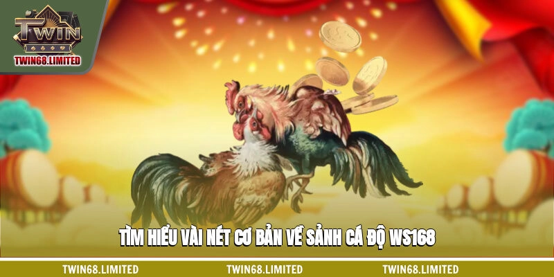 Tìm hiểu vài nét cơ bản về sảnh cá độ WS168